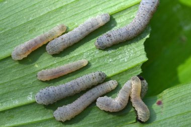 Solomonların larva safhası gibi gri tırtıl, yaz başında Polygonatum türlerini ve melezleri dezenfekte edebilen testere sineği.