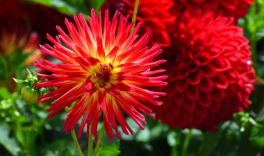 kırmızı yıldız çiçeği çiçek çiçeklenme