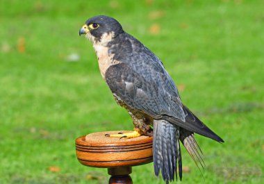 Peregrine Falcon sade bir arka plana sahip..