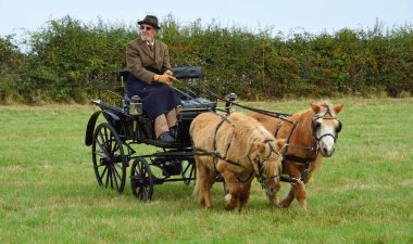 GREAT GRANSDEN, CAMBRIDESHIRE, İngiltere - 24 Eylül 2022: Park arazisinde izole edilmiş iki midilli arabasıyla at arabası.