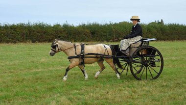 GREAT GRANSDEN, CAMBRIDGESHIRE, İngiltere - 30 Eylül 2023: Tek atlı ve sürücüyle Gig 'i tarlaya sürmek.