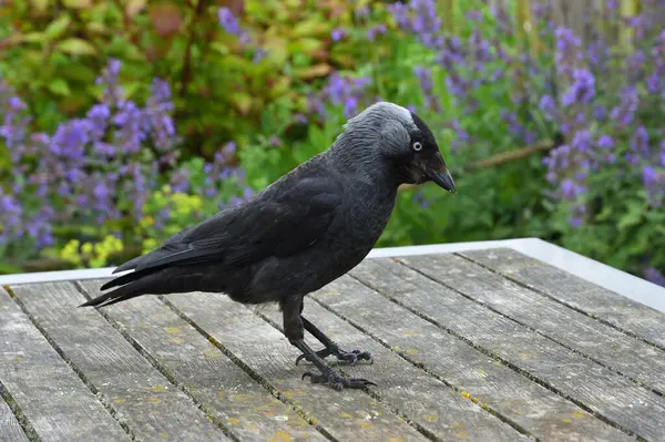 stock image Bold Jackdaw  pick up crumbs  from picnic table