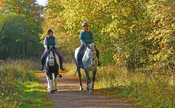 DUDDINGTON, NORTHAMPTONSHIRE, İngiltere - 27 Ekim 2024: Sonbaharda ormanda ata binen iki kişi.