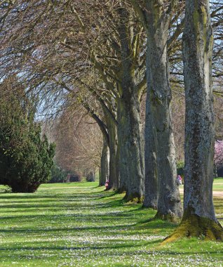 Resmi Gargen 'de büyük ağaçlar bulvarı