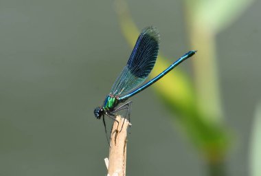 Bantlanmış matmazel perchrd odak arkaplanından çık-