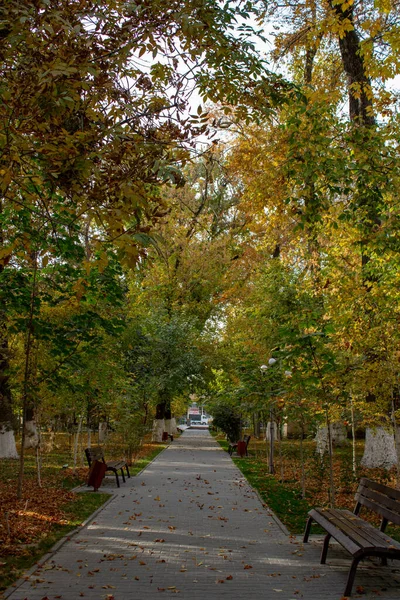 Parktaki ara sokakta parlak sonbahar ağaçları