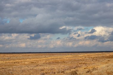 Buğday tarlası ve bulutlu gökyüzü olan güzel bir manzara.