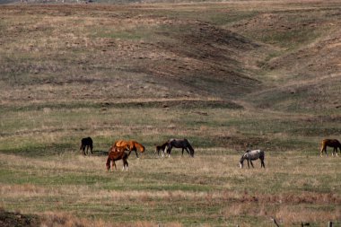At sürüsü tarlada