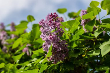 Bahçedeki güzel leylak çiçekleri