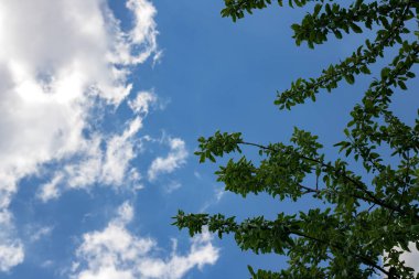 Gökyüzü arka planında yeşil yapraklar