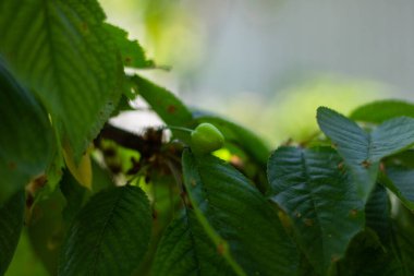 Çiy damlalı yeşil yapraklar. güzel doğa arkaplanı.