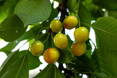Dal üzerinde taze yeşil elma