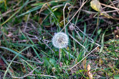 Güzel beyaz karahindiba çim