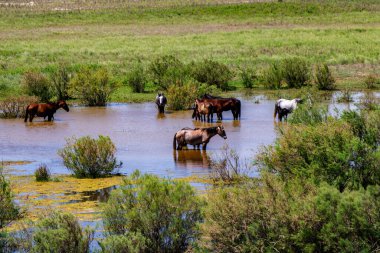 Suyun içinde otlayan inek sürüsü.