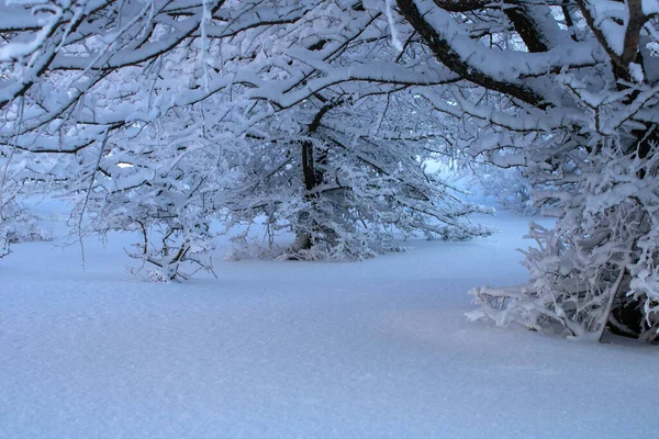 Karla kaplı ağaçlarla kaplı güzel kış manzarası