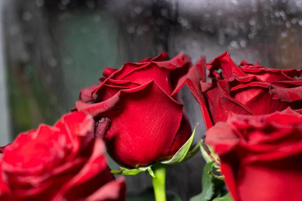 Bir gülün arka planında kırmızı güller