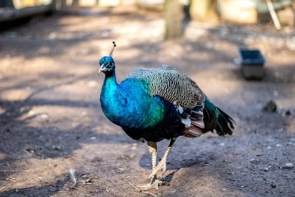 Hayvanat bahçesinde tüylü güzel bir tavus kuşu