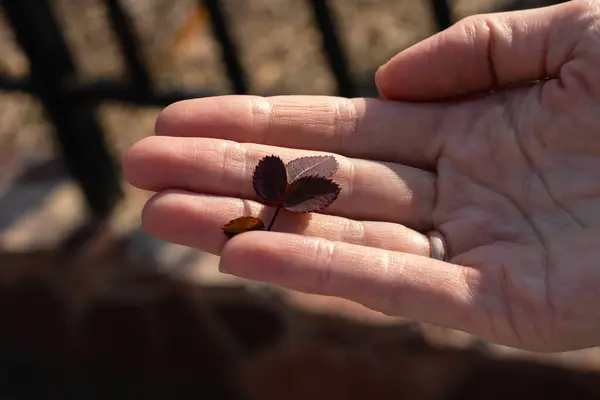 Ahşap bir arka planda yeşil bir yaprak tutan el.