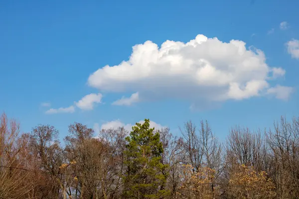 stock image beautiful landscape with trees and blue sky