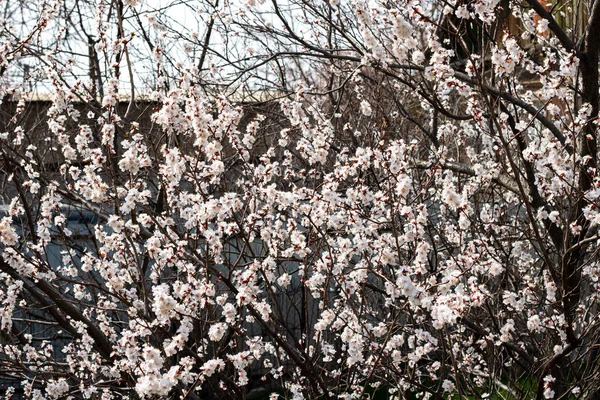 Bahçede güzel bahar çiçekleri