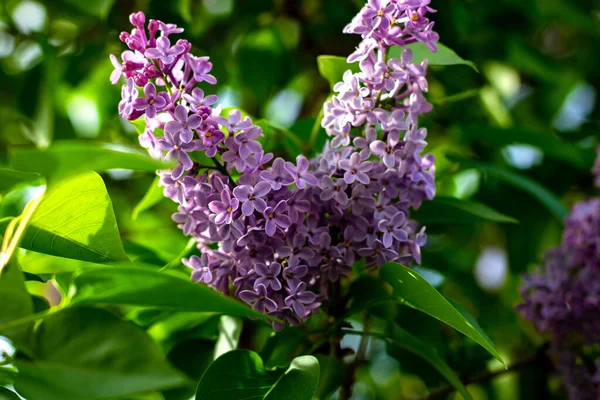 Baharın yapraklarıyla çalıların dalında mor leylak çiçekleri..