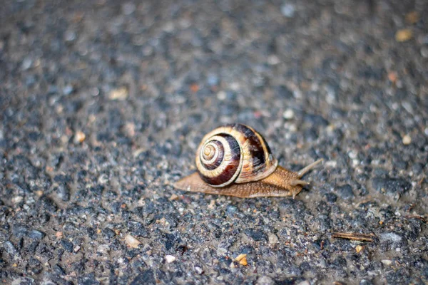 Close Small Snail Crawling Rock — Stock Photo, Image