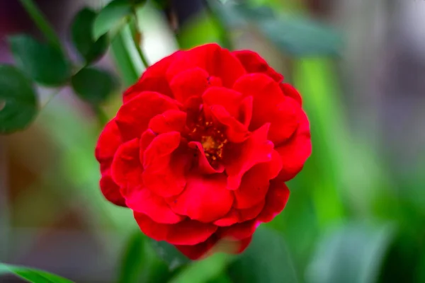 yakından görmek güzel renkli çiçekler