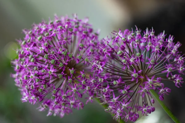 庭の紫色の花を閉じて — ストック写真