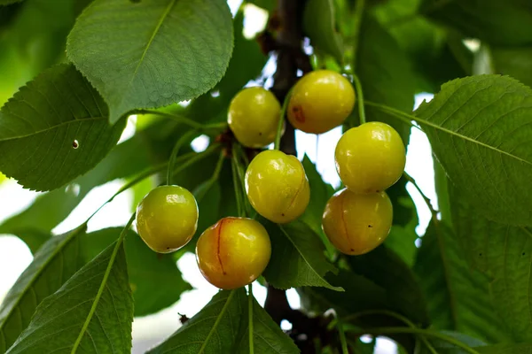 Dal üzerinde taze yeşil elma