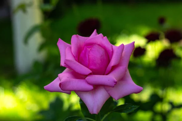 Bahçede güzel pembe bir gül