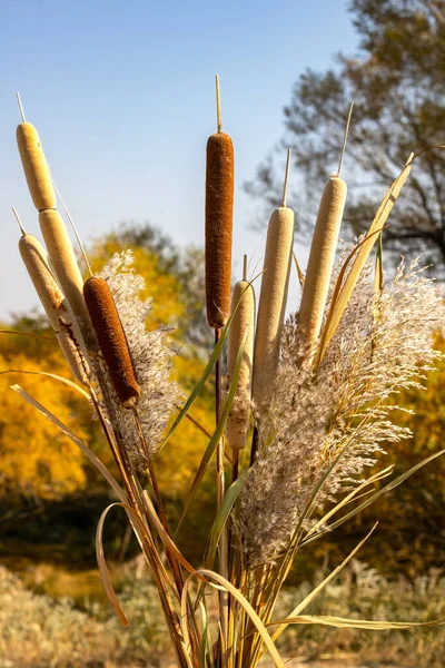 Güzel sarı ve beyaz çiçeklere yaklaş.