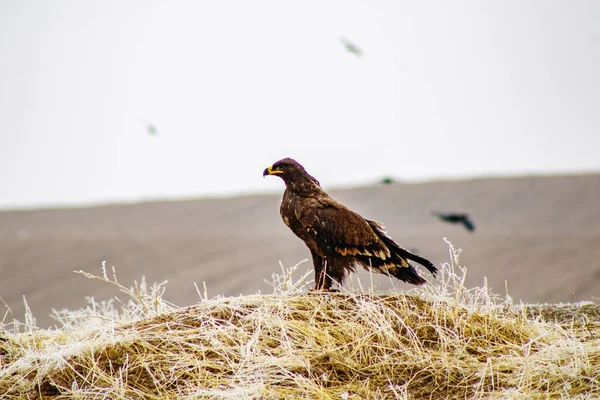 Güzel bir kuşun yakın çekimi.