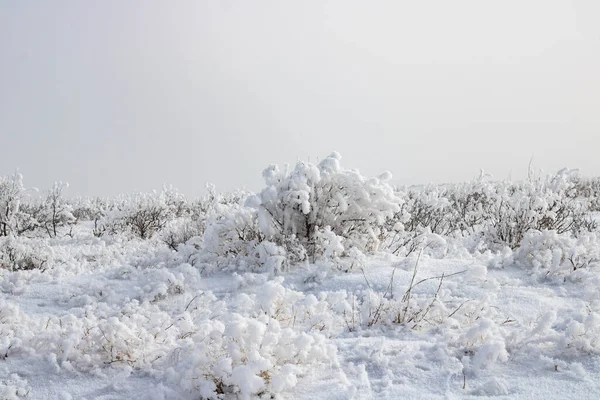 有雪和树的冬季景观 — 图库照片