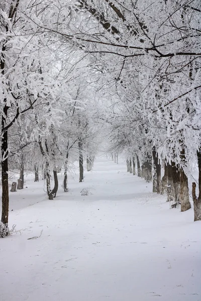 Bahçedeki güzel kırmızı gelincik çiçeği