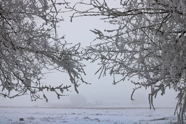 stock image winter landscape of snowy forest with trees, flora concept