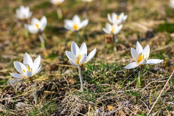 森の白いクロッカスの花 — ストック写真