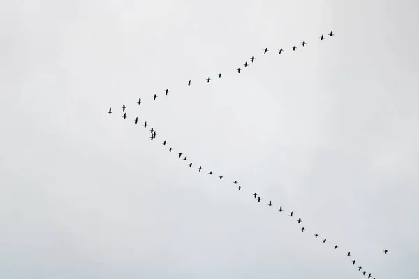 Gökyüzünde uçan kuş sürüsü