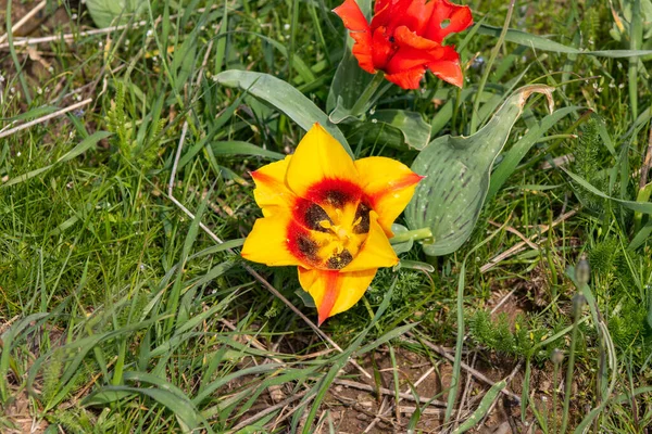 Sárga Tulipán Kertben — Stock Fotó