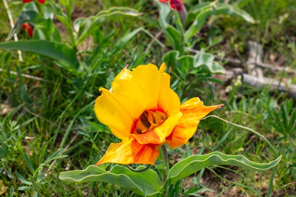 Bahçedeki sarı çiçek