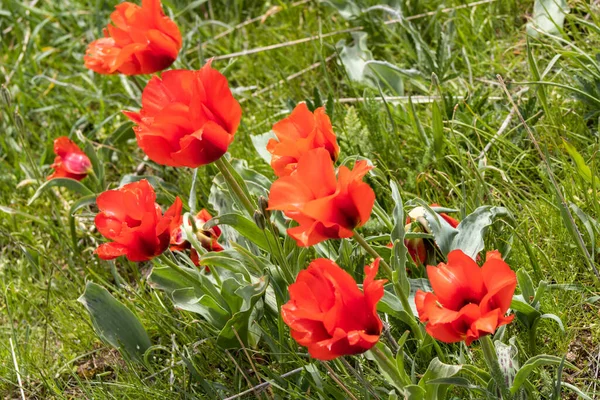 Bahçede büyüyen güzel kırmızı laleler İlkbaharda büyüyen