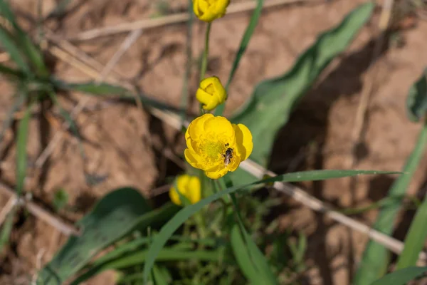 地面に美しい黄色のクロッカスの花 — ストック写真