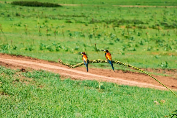 Çiçekli güzel kuş