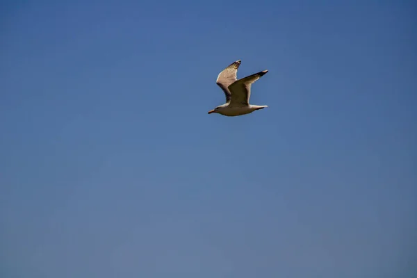 Eine Schöne Aufnahme Eines Weißen Vogels Einer Natürlichen Umgebung — Stockfoto