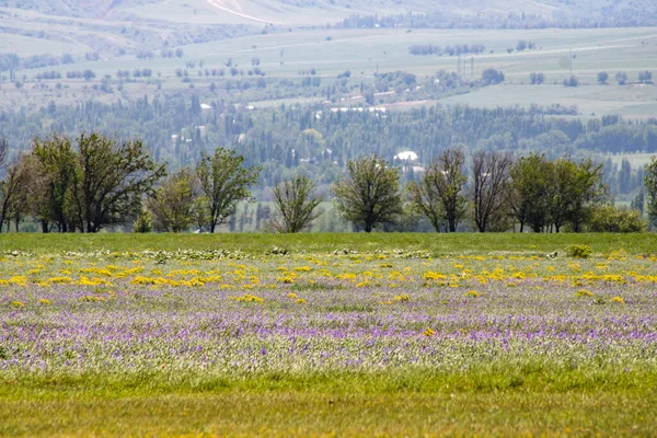 Tarladaki güzel çiçekler