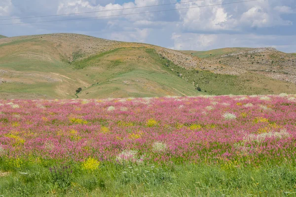 Vårblommor Grönt Fält Vacker Natur Landskap — Stockfoto