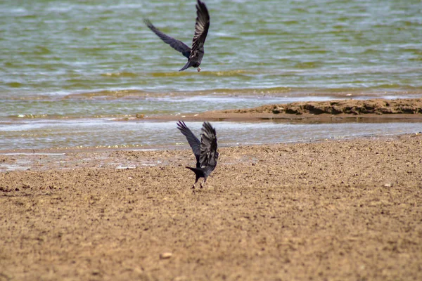 Flock Bird Flying Water Shore Sea — Stock Photo, Image