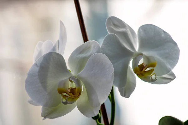 Красивый Цветок Орхидеи Саду — стоковое фото