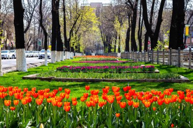 Bahçedeki güzel laleler