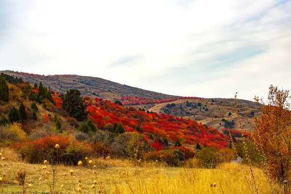 Renkli ağaçlar ve ormanlarla dolu sonbahar manzarası
