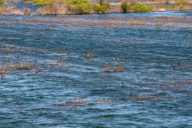 Gölde bir ördek sürüsü